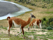Chile-Patagonia / Torres del Paine-Hiking - Torres del Paine Trek